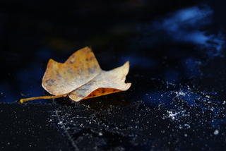 Illustration for article titled Shooting Challenge Fall Leaves Gallery 2